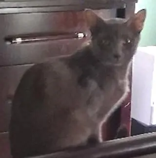 Shadow - PSP Foster Home