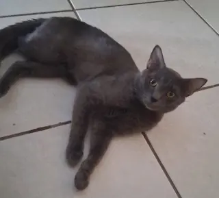 Shadow - PSP Foster Home