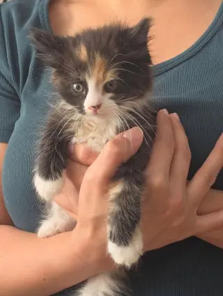 Hazel