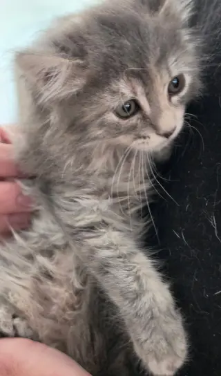 Willow