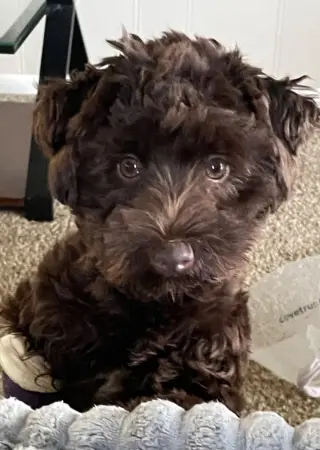 Poppy