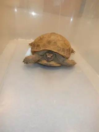 Tiny the Tortoise