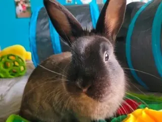 Ollie