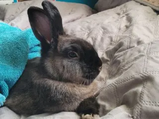Ollie