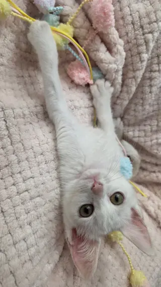 Rosalee