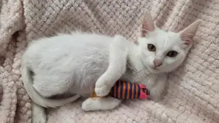 Alice