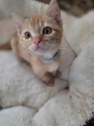 Wynonna