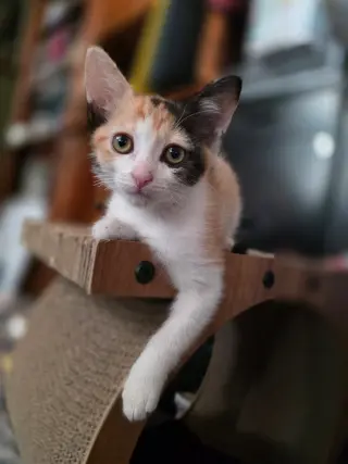 Emmylou