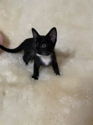 Mr. Gatsby