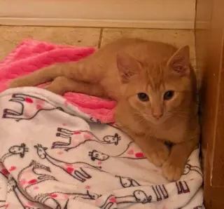 Renji