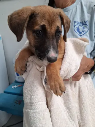 Fiona