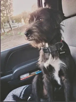 Gordon