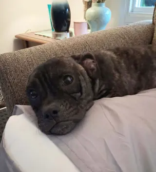 Bindi
