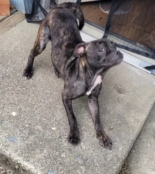 Bindi