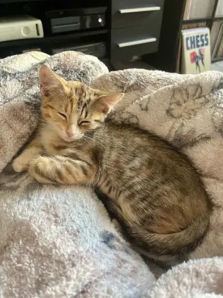 Maple