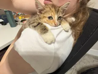 Maple