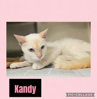 Kandy