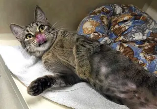 Meoweth - available 10/10
