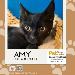 Amy