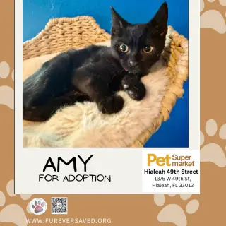 Amy