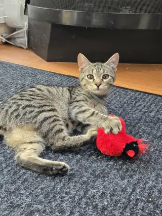Pablo