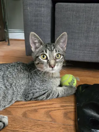 Herman