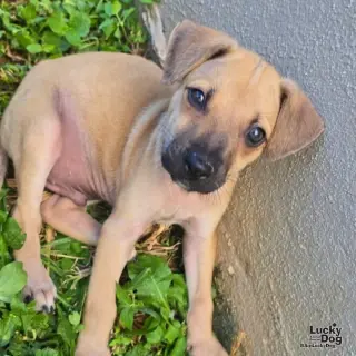 Archie