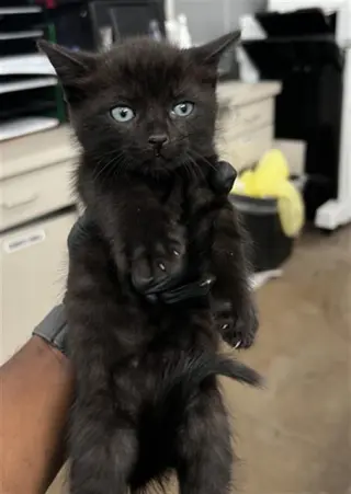 COSMO