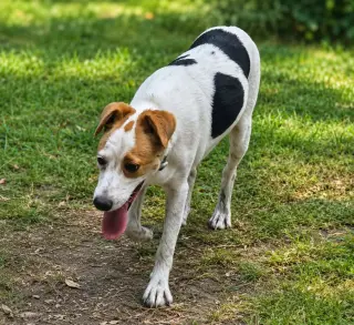 Benji-playful boy