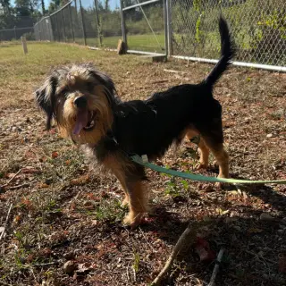 Sampson- ball of fun
