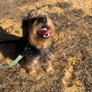 Sampson- ball of fun