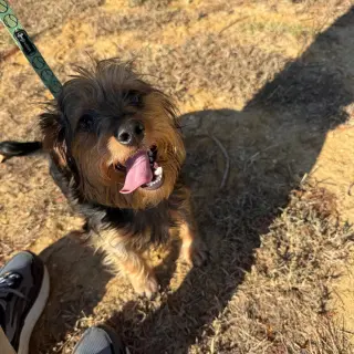 Sampson- ball of fun