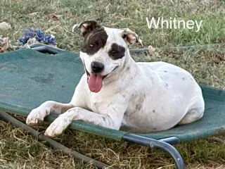 Whitney
