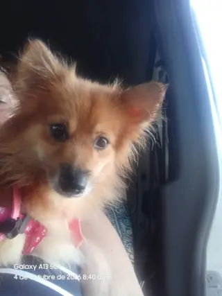 Canela