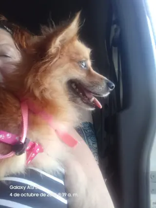Canela