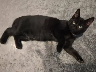 Black Bean