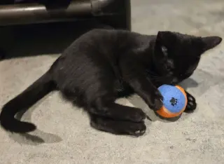 Black Bean