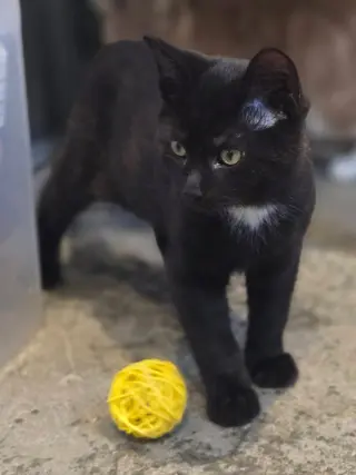 Black Bean