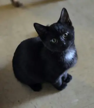 Black Bean