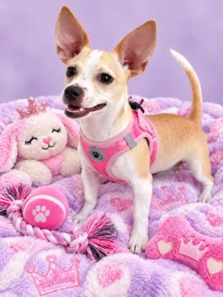 Lulu