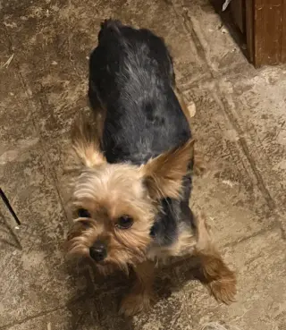 Eren- tiny gentleman