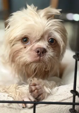 Daisy
