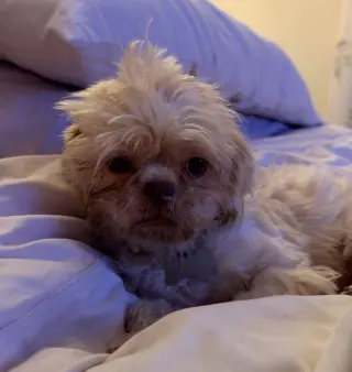 Daisy