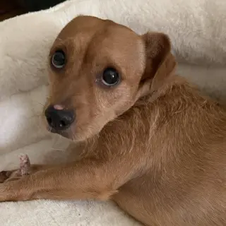Tomas
