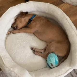 Tomas