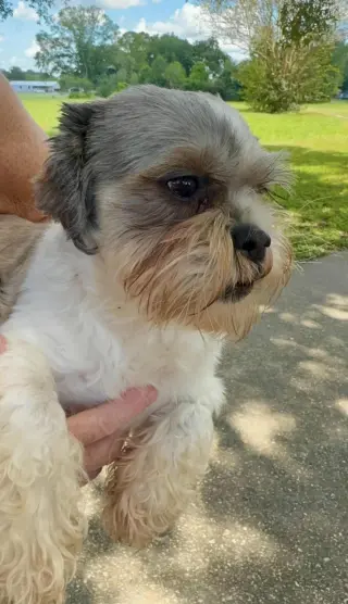 Copper- Sweet Shih Tzu