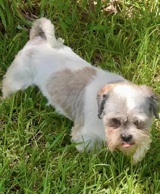 Copper- Sweet Shih Tzu