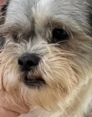 Copper- Sweet Shih Tzu