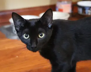 Maya