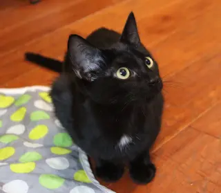 Maya